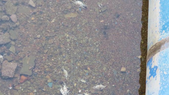 河里的死螃蟹4k