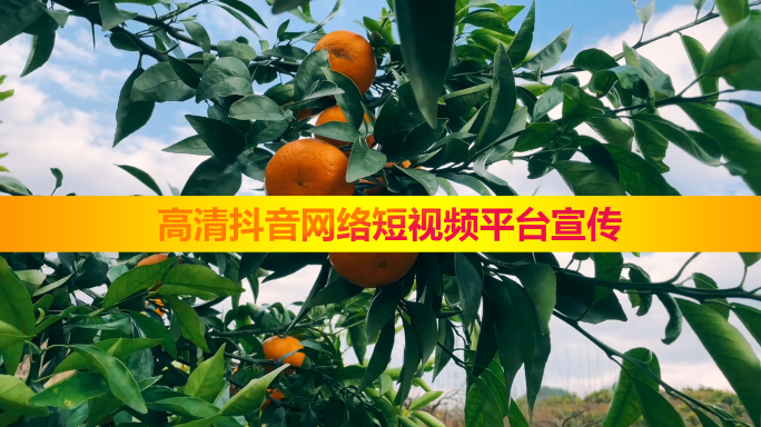 【商用版权】高清抖音网络短视频宣传橘子