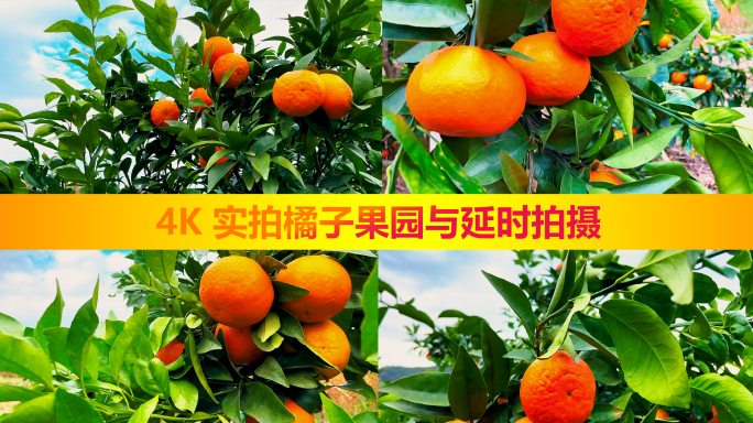 【商用版权】4K实拍果园橘子丰收季节