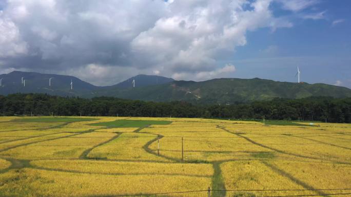 4K航拍稻田蓝天白云生态田园