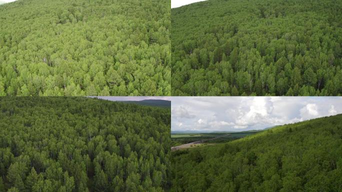 微风吹拂下茂密的森林（4K素材）
