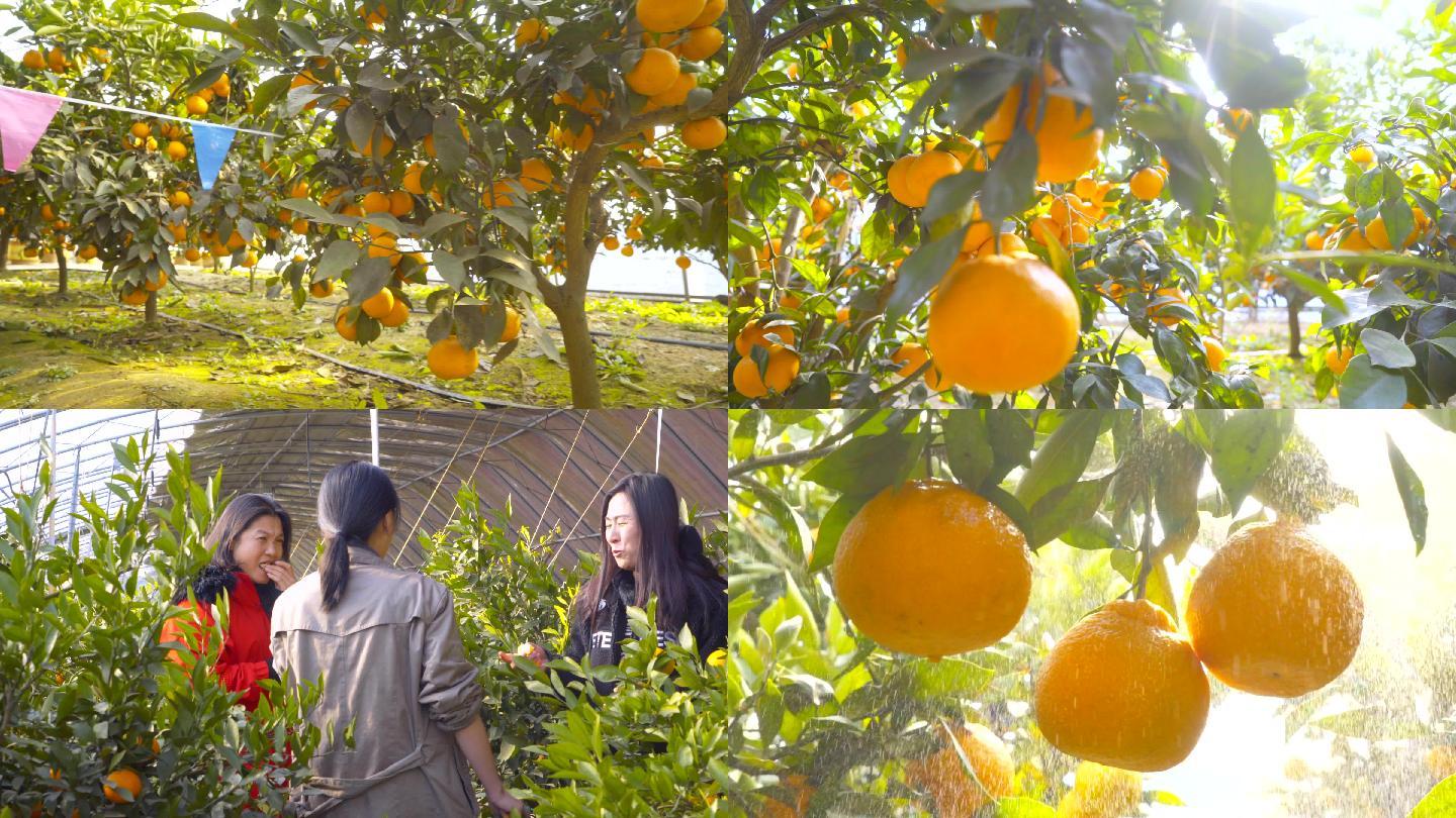 4K桔子园橘子采摘生态农业