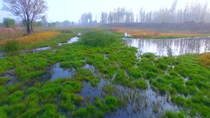 青山绿水生态水系保护湿地鸟飞翔