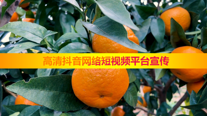 【商用版权】高清抖音网络短视频宣传橘子