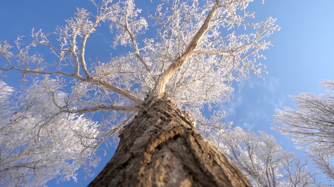 雾凇雪景蓝天自然风光