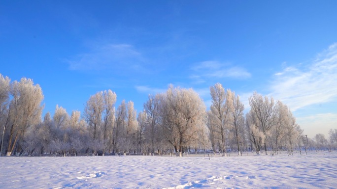 雾凇雪景蓝天自然风光