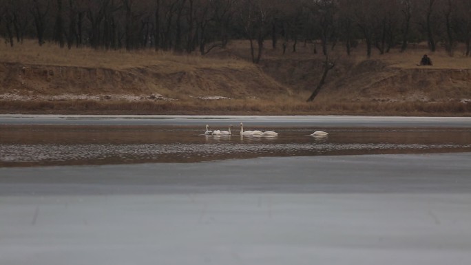实拍天鹅在湖中享受大自然