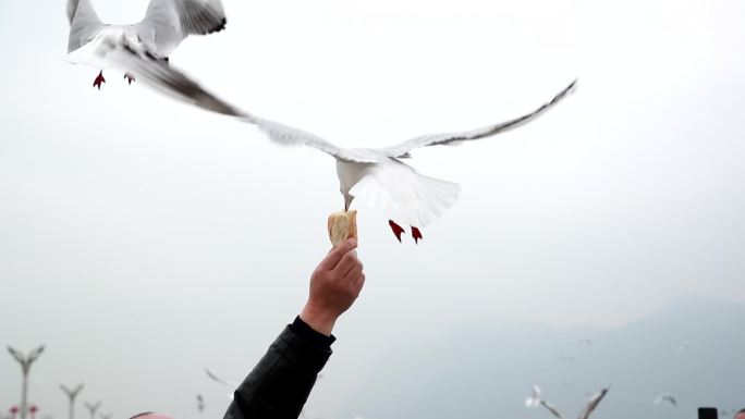 喂食海鸥