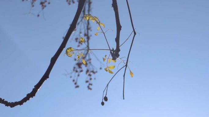 阳光-树木-秋天