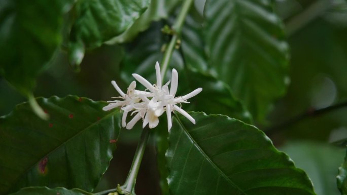海南咖啡树咖啡果实咖啡花热带植物