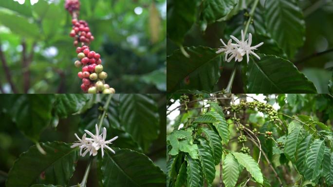 海南咖啡树咖啡果实咖啡花热带植物