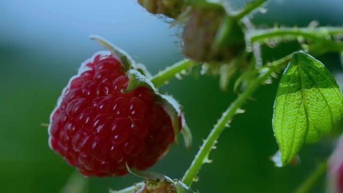 红树莓种植