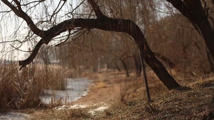 河边空镜芦苇干树枝