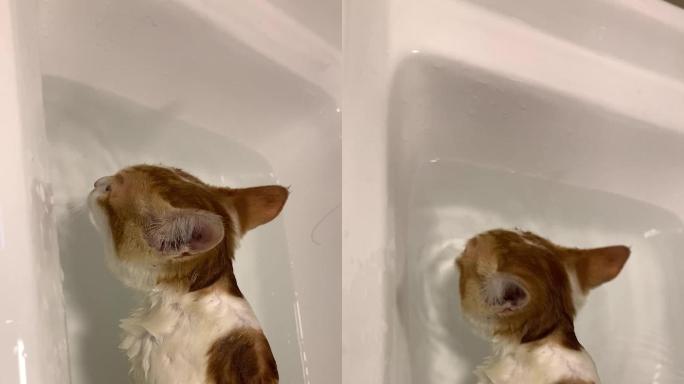 可爱猫猫洗澡喝水