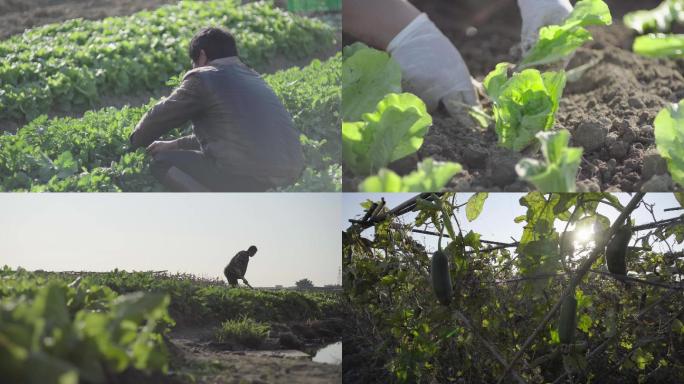 田野里菜地里农民耕种割菜各种劳作