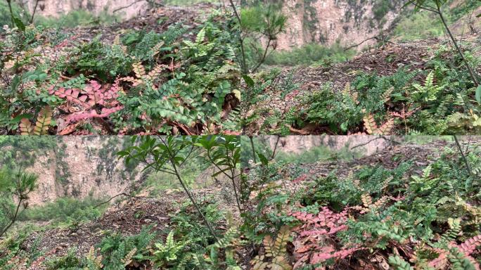 山头森林阳光绿色植物清新早上