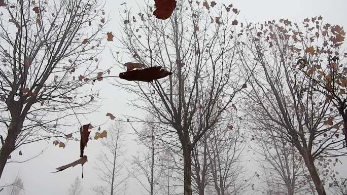 冬天大雾中的树林树叶飘落