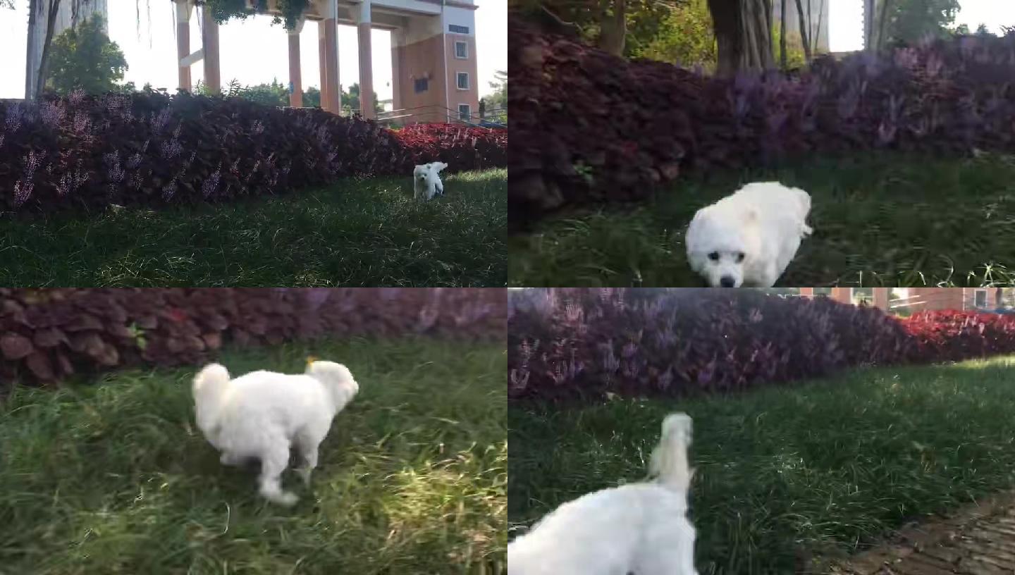 宠物狗狗在草地快乐奔跑