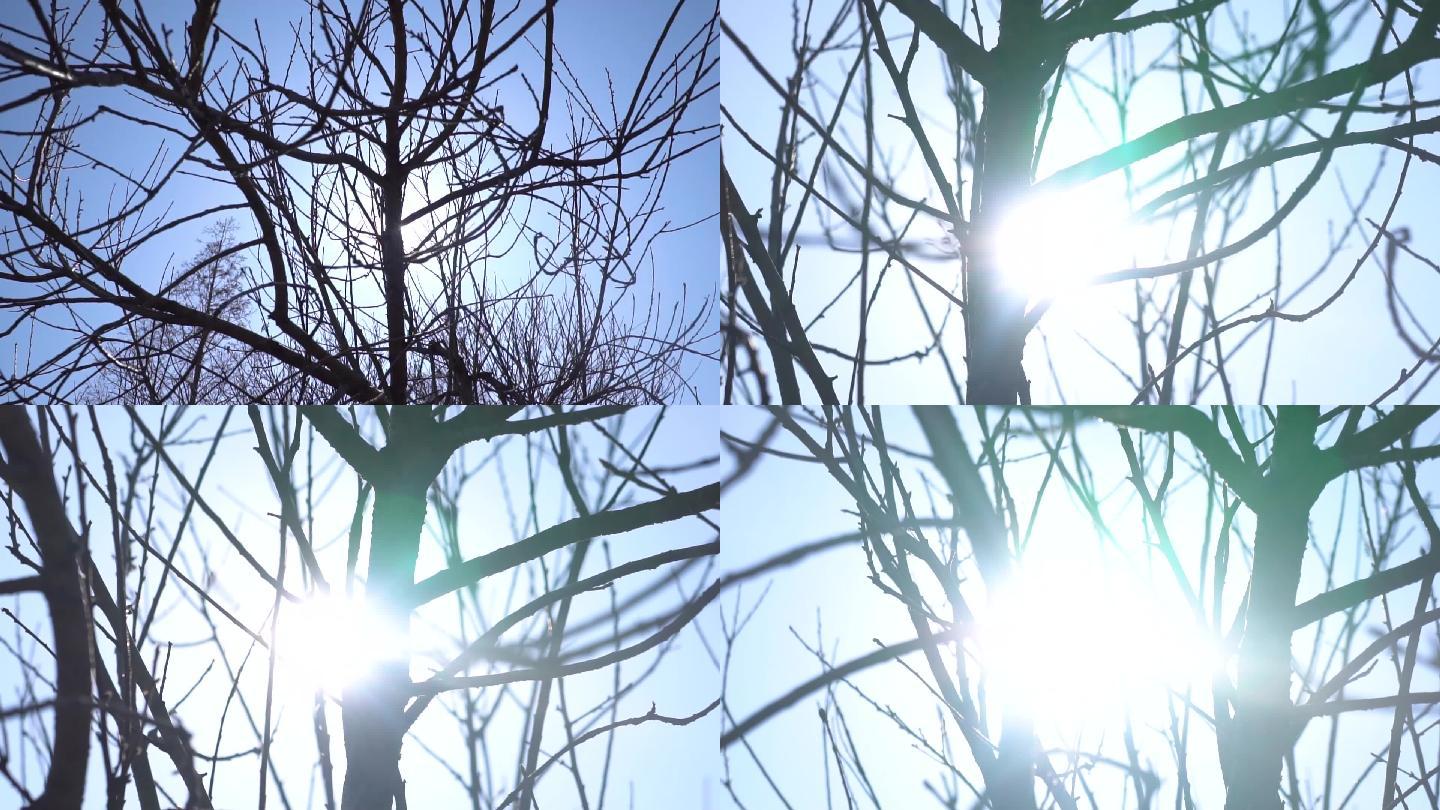阳光-希望-秋天的树