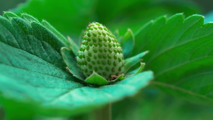 【原创】唯美草莓生长特写红草莓绿草莓