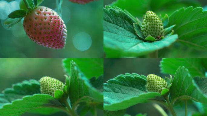 【原创】唯美草莓生长特写红草莓绿草莓