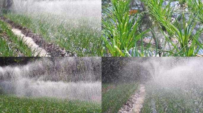 大葱种植-农业灌溉喷灌