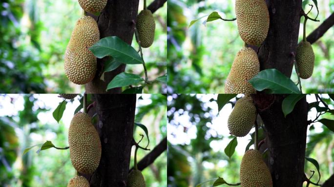 菠萝蜜树菠萝蜜果实生长热带水果