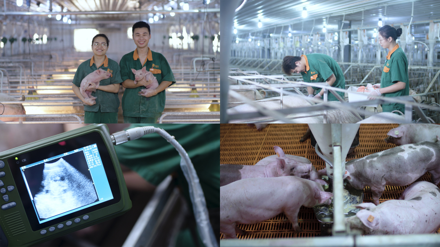 【有版权】现代化养猪场数字化管理消毒疫苗