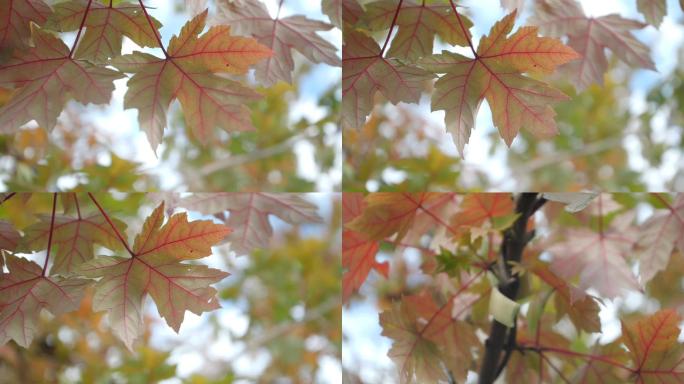 秋天枫叶枫树树叶