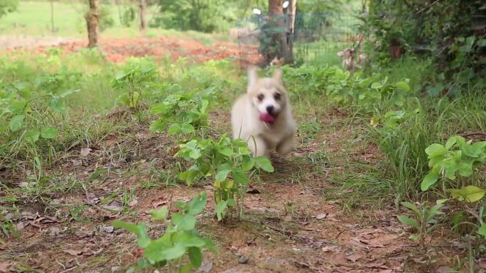 各种幼犬奔跑向镜头