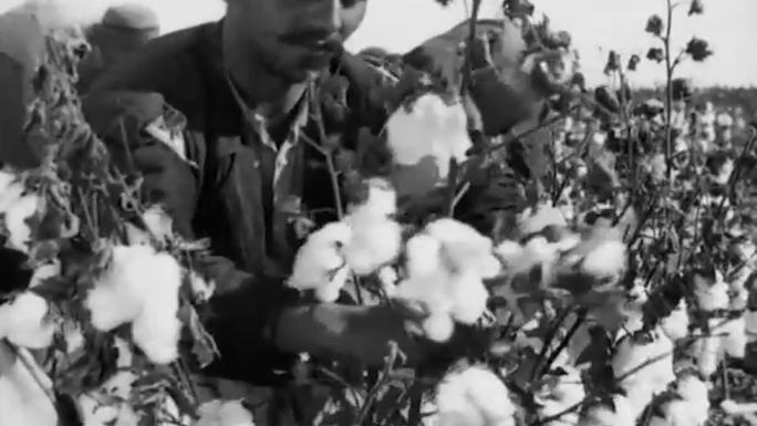 20年代新疆棉花种植