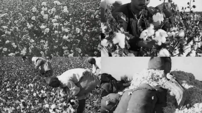 20年代新疆棉花种植