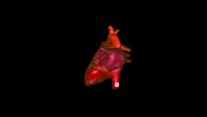 心脏人体器官心跳模型素材
