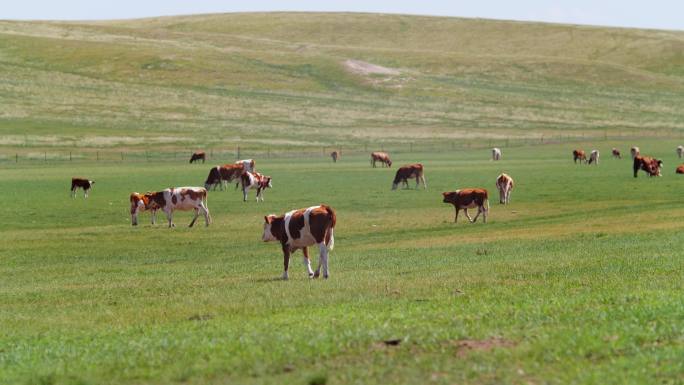 4K草原上散养的牛群