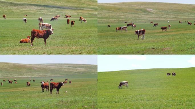4K草原上散养的牛群