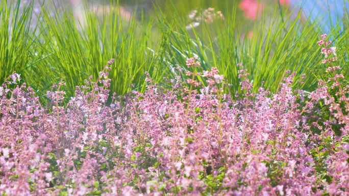 【原创】烟雾缭绕的花园多镜头