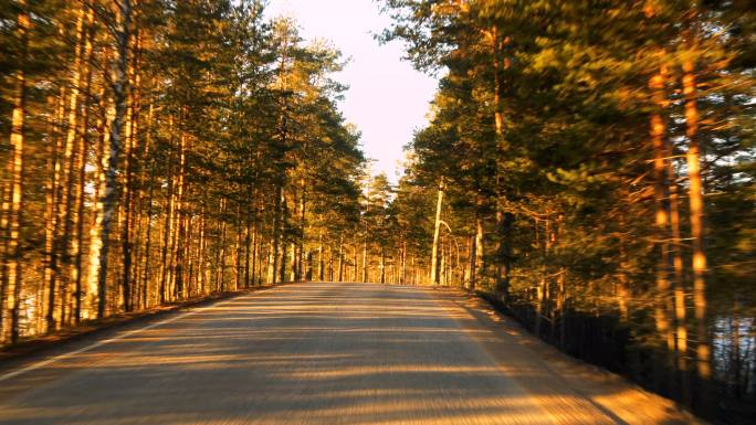 秋天树林小路行走实拍黄色树木森林