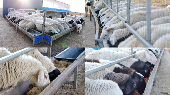 【4K】-畜牧业饲养羊