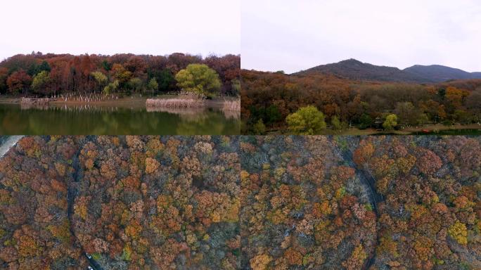 4K航拍南京紫金山秋季景色