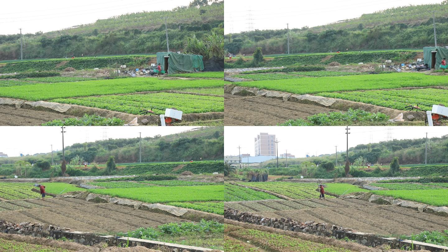 农村田园风景