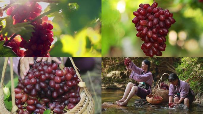 实拍葡萄种植基地农民摘葡萄
