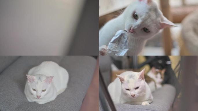 可爱猫咪田园猫和三花猫吃猫粮吃营养膏