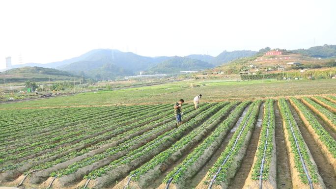 田地下的人们生活