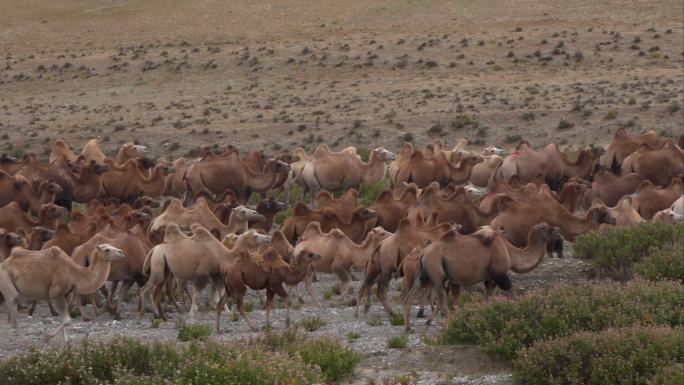 河西走廊戈壁滩上的骆驼群