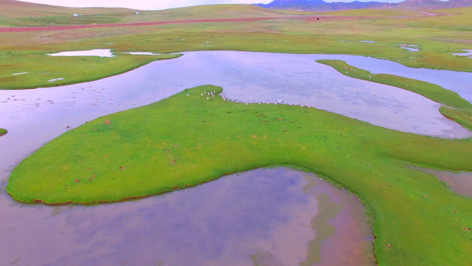 西藏羌塘草原那曲草原大雁湖