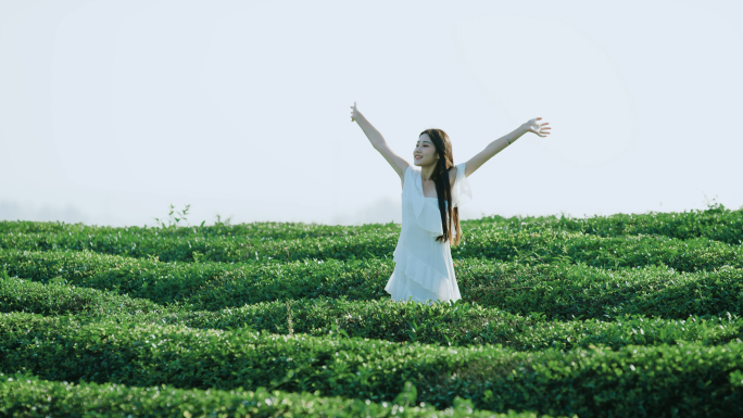 茶园茶山采茶