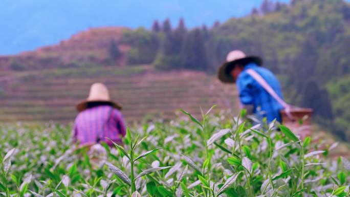 福建安溪铁观音茶山茶采摘