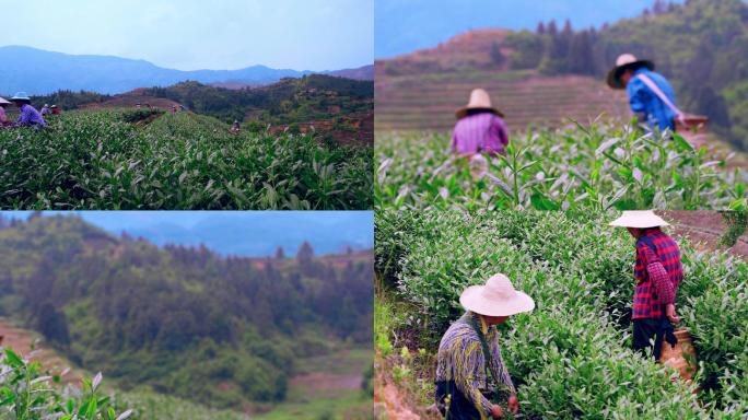 福建安溪铁观音茶山茶采摘