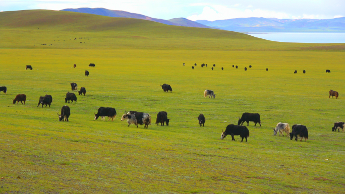 西藏班戈县巴木措羌塘草原