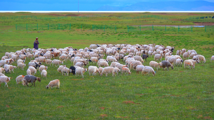 西藏班戈县巴木措羌塘草原